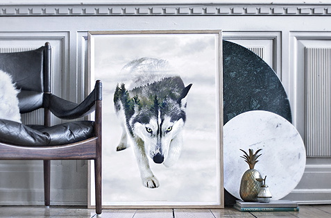 Faunascapes Styled Photo of Siberian Husky