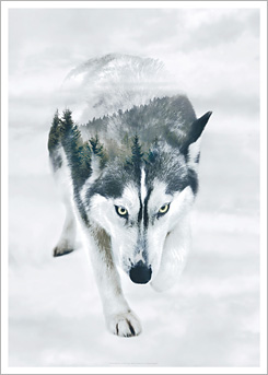 Faunascapes Art Print Siberian Husky