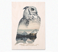 Faunascapes Plywood Print Owl