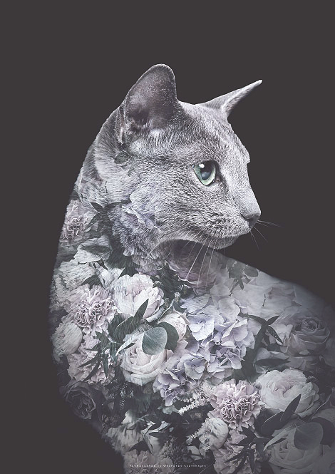 Faunascapes Flower Portrait Silver Cat