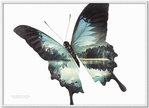 Faunascapes Butterflies Mountain Lake Blues