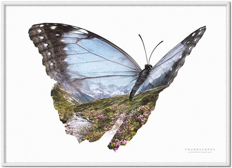 Faunascapes Butterflies Wanderlust Mountain