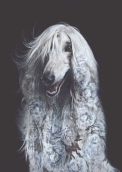 Faunascapes Afghan Dog Flower Portrait Art Print