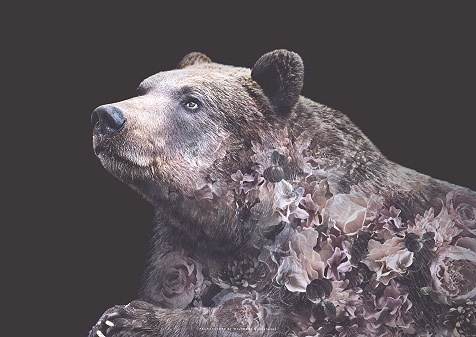 Faunascapes Grizzly Bear Flower Portrait Art Print