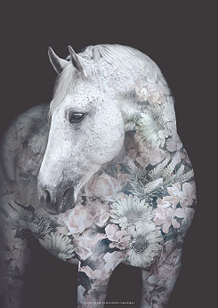 Faunascapes Andalusian Horse Flower Portrait Art Print